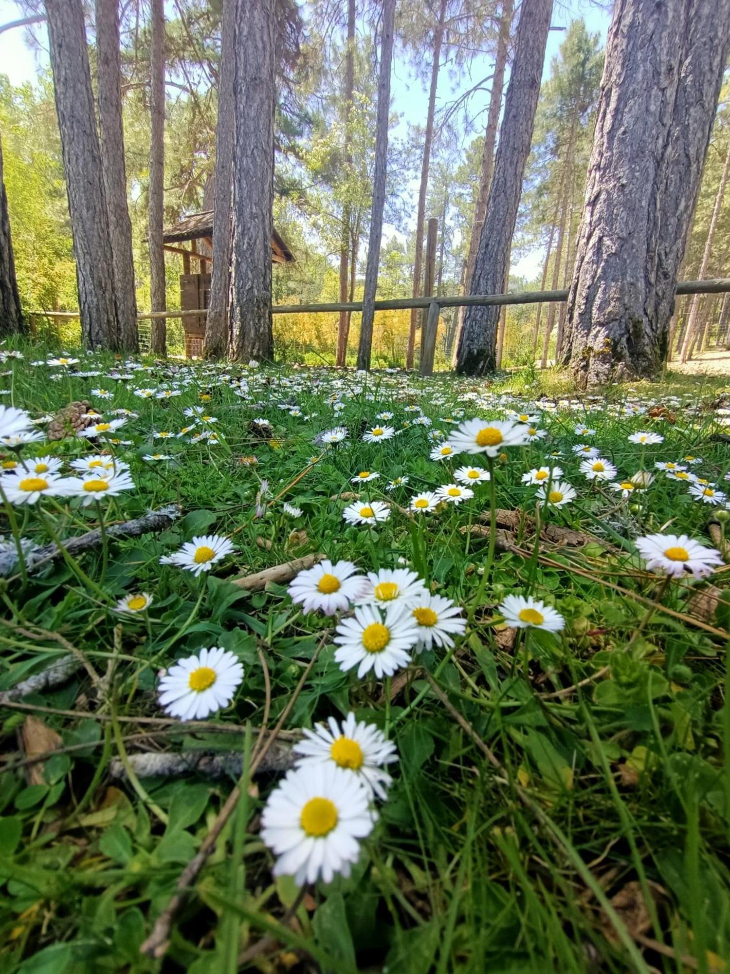 Alojamiento Rural El Cerro Fresneda de la Sierra Екстериор снимка