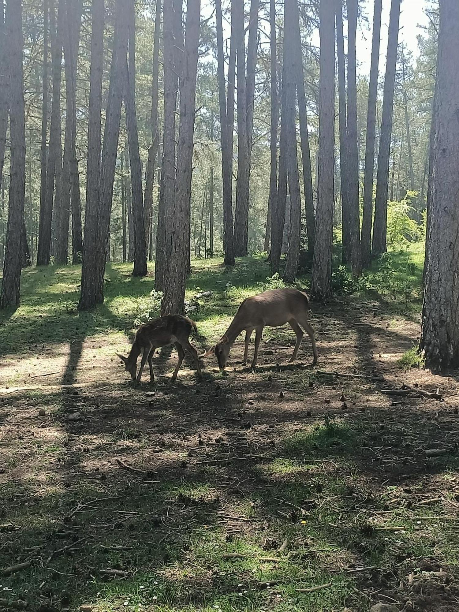 Alojamiento Rural El Cerro Fresneda de la Sierra Екстериор снимка